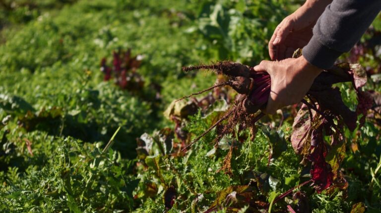 Para la huerta propia: se abrió el registro para obtener el kit de semillas del Inta