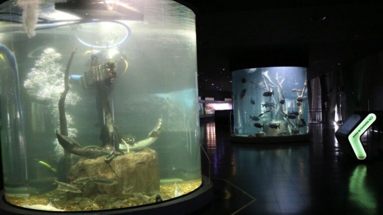 Continúan las tareas de mantenimiento e investigación en el Acuario del Río Paraná