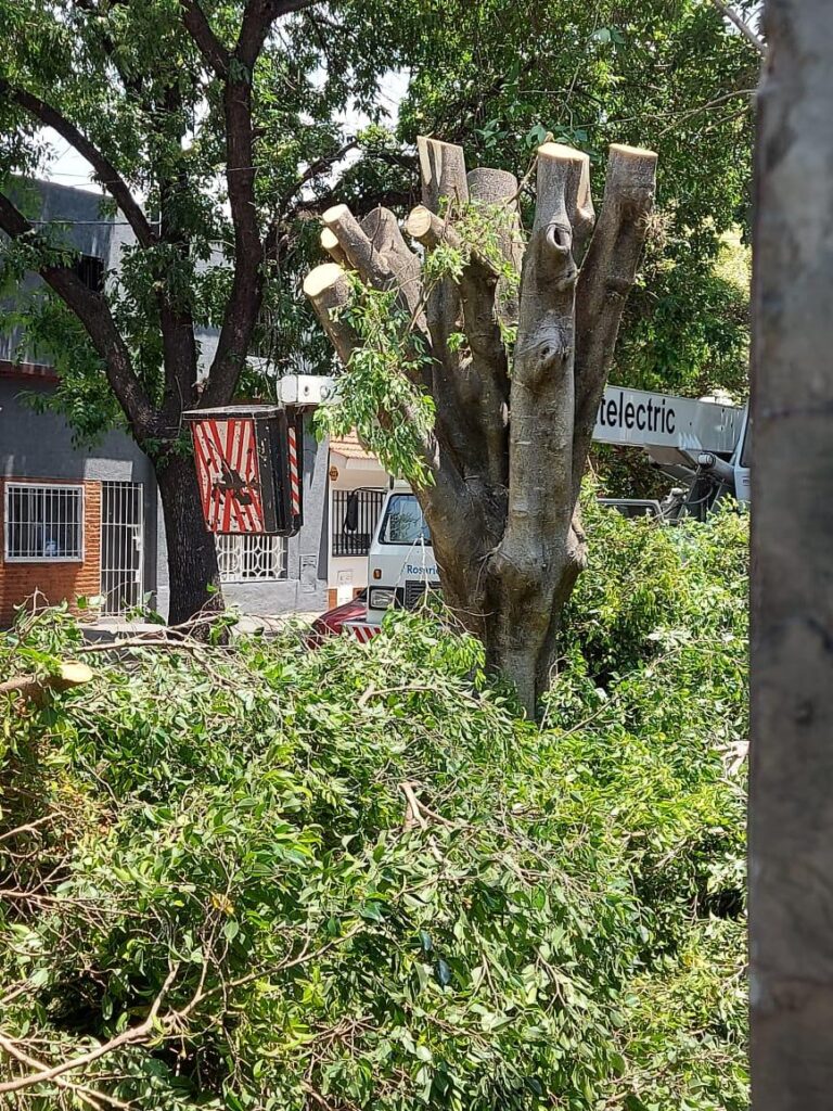 Cardozo: “Vecinos esperan años por una extracción y otros derriban árboles sin ningún control municipal”
