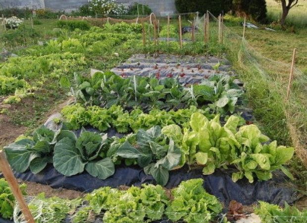 Comienza la entrega de kits de semillas del Programa Huerta Familiar Santafesina en la ciudad de Santa Fe