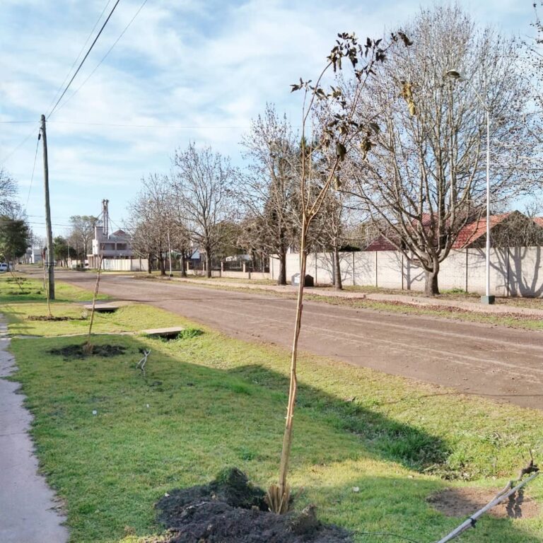 Mes del árbol: San Jerónimo Sud renueva su arboleda urbana