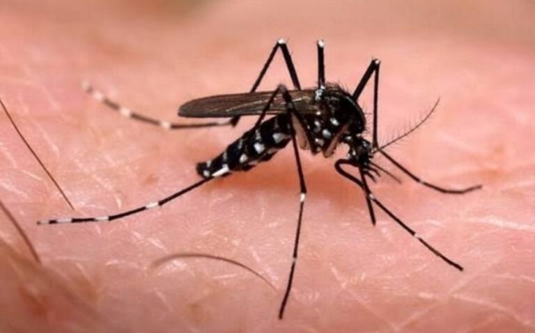 Calor y mosquitos: las medidas de prevención contra el dengue