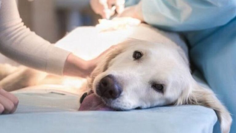 El Quirófano móvil llega este finde a Totoras, Oliveros y Correa