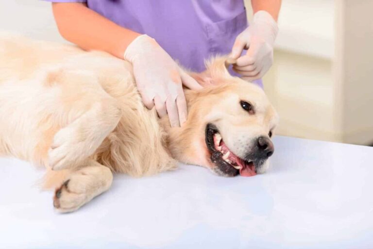 Fechas en Oliveros, Salto Grande y Colonia Medici para el Quirófano Móvil de Iriondo