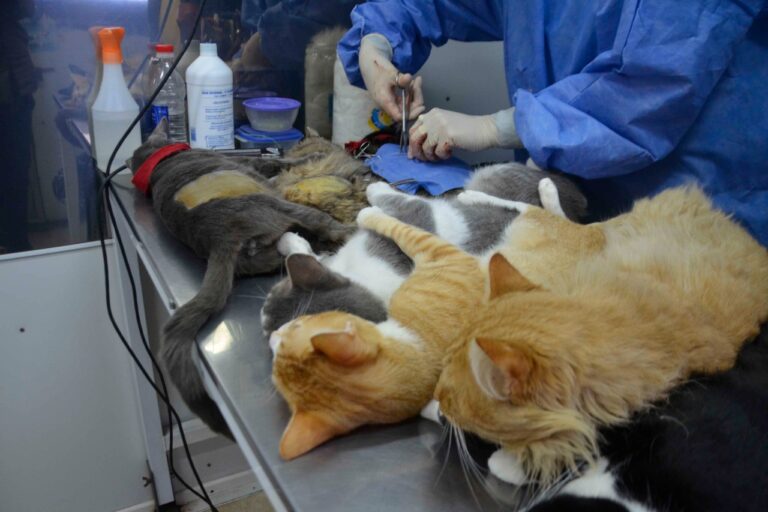 El quirófano móvil llega alas localidades de Clason y Bustinza