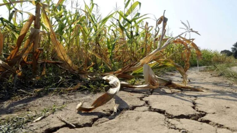 Santa Fe extendió la emergencia agropecuaria por sequía hasta mayo de 2023