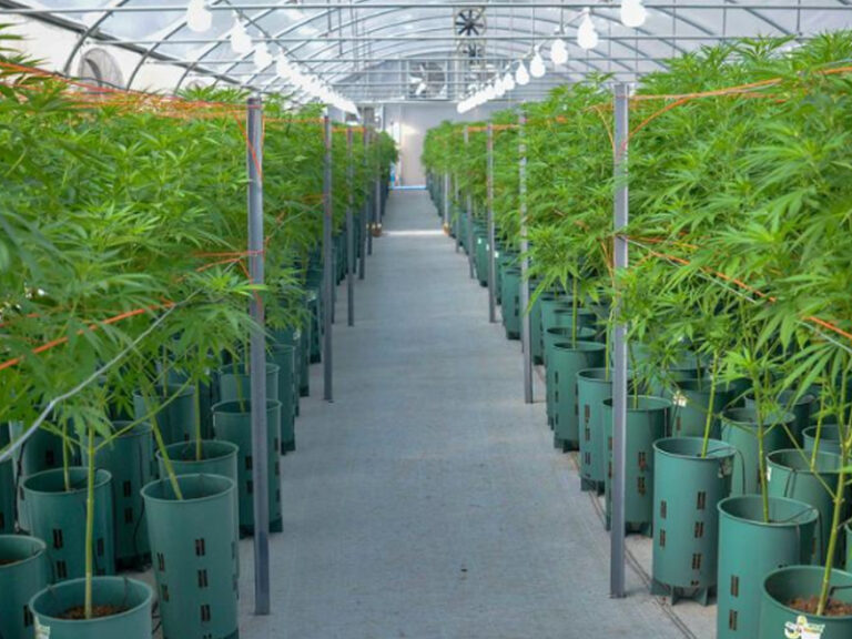 La Agencia Nacional de Cannabis impulsará su uso medicinal e industrial