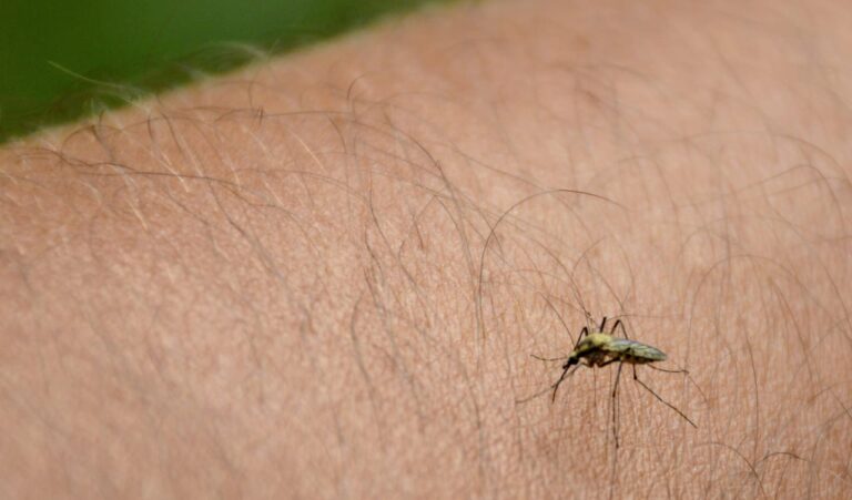 Dengue en Santa Fe: ya son 18 los casos confirmados