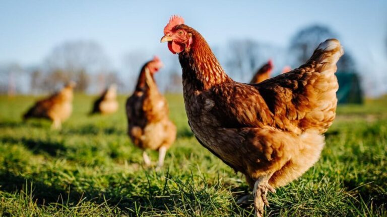 Gripe aviar: se confirmó el primer caso positivo en aves de corral