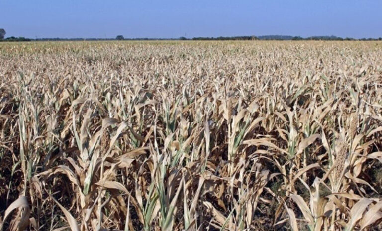 Analizan prorrogar en Santa Fe la emergencia agropecuaria por la sequía