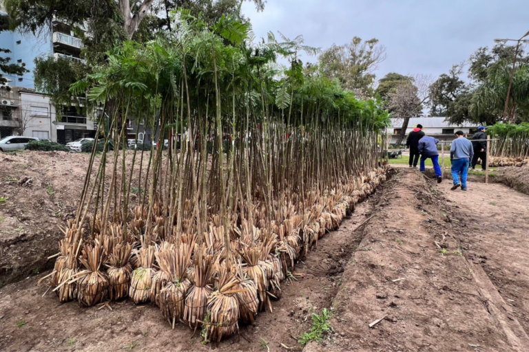 El plan de arborización en Rosario se consolida con la plantación de 4 mil nuevos árboles