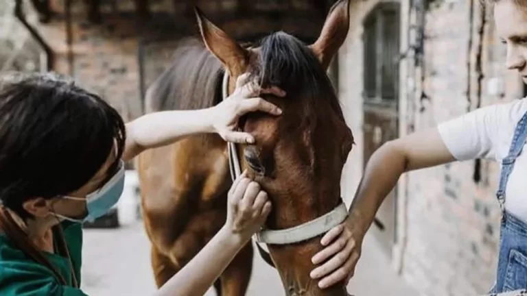 Se detectó un caso humano de encefalitis equina en Santa Fe