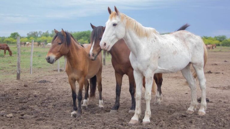 Se registró en Santa Fe el primer fallecido a nivel nacional por encefalitis equina del oeste