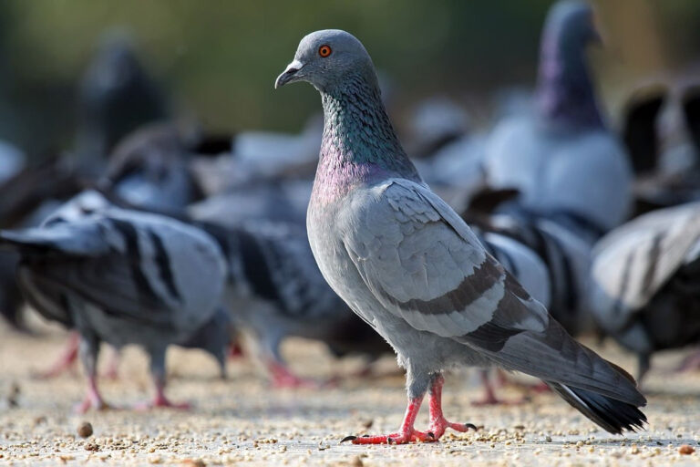 La Municipalidad incrementó el uso de anticonceptivos para reducir la población de palomas